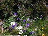 la-pastourelle-29-05-2011_97