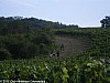 trail-des-coteaux-vignobles-03-07-2011_13
