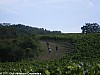 trail-des-coteaux-vignobles-03-07-2011_14
