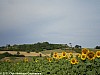 trail-des-coteaux-vignobles-03-07-2011_17